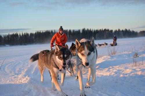 Huskytouren in Lappland