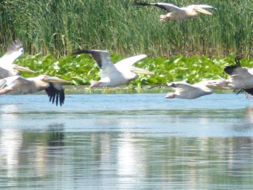 Pelicans