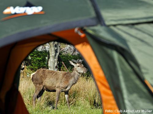 Camping mit Hirschen
