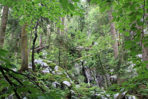 Croatia - Experience Wilderness Risnjak NP
