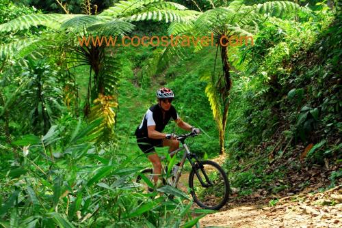 Trail im Regenwald der Insel Java